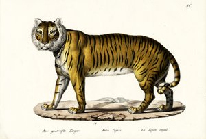 रॉयल टाइगर, 1824